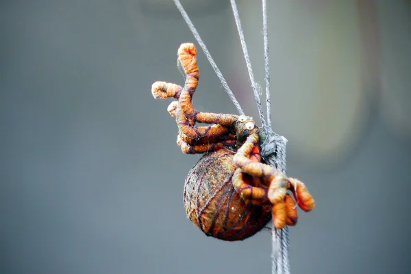 Ancienne araignée rouge  . — Photo