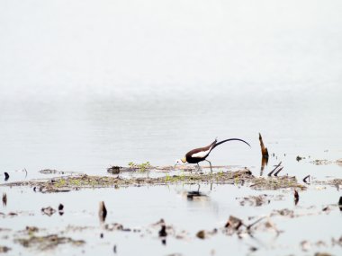 Sülün kuyruklu Jakana