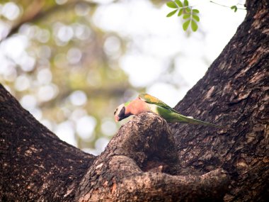 Kırmızı göğüslü muhabbet kuşu
