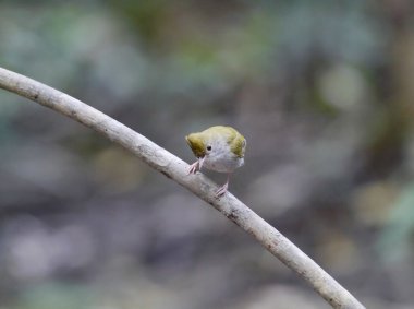 AK karınlı erpornis