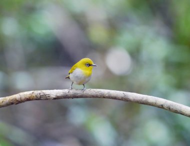 white-eye kestane çevrili