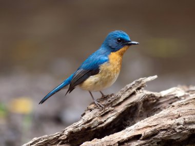 Blue hill sinekkapan