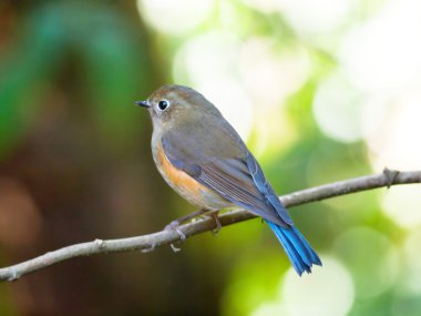 Buff göğüslü yedikardeşi