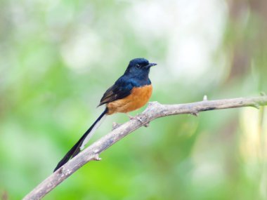 AK sokumlu köstebek