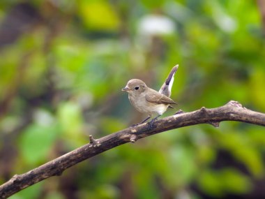 Kızıl gerdanlı sinekkapan