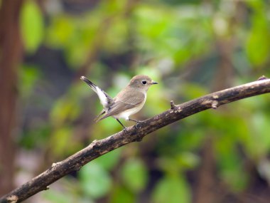 Kızıl gerdanlı sinekkapan