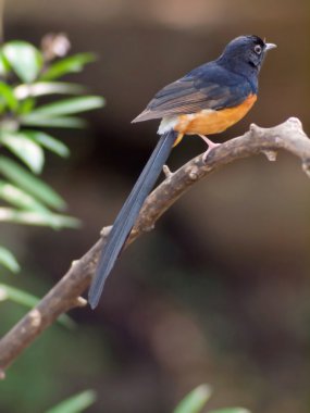 AK sokumlu köstebek