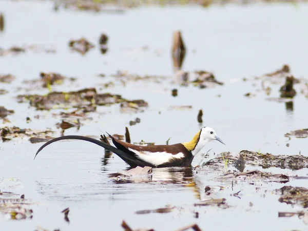 Jacana de cauda de faisão — Fotografia de Stock