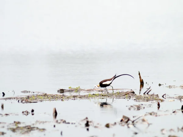 Pheasant-tailed jacana — Stock Photo, Image