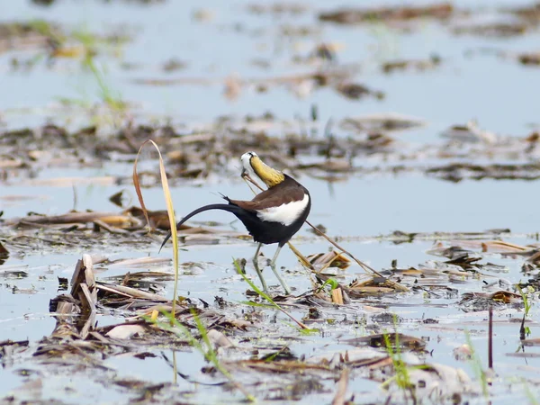 Jacana de cola de faisán —  Fotos de Stock