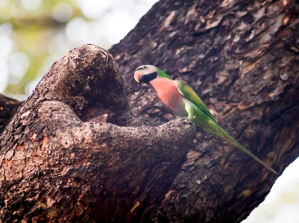 Red-breasted parkiet — Stockfoto