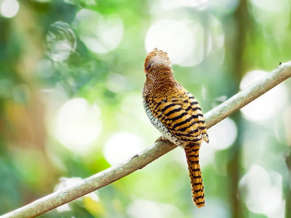 Şeritli kingfisher — Stok fotoğraf