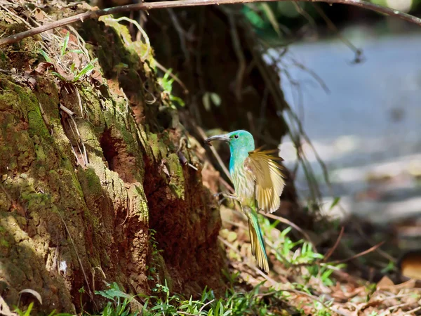 Vousatá modře bee-eater — Stock fotografie