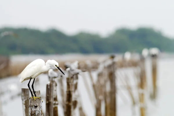 Bird white egret . — Stock Photo, Image