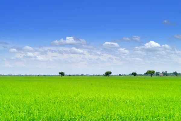 Fält i blå himmel. — Stockfoto