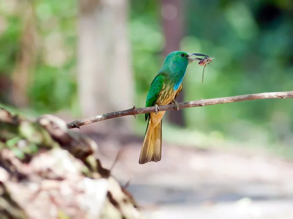 Blue-bearded Bee-eater — Stock Photo, Image