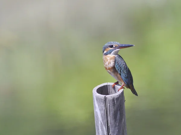 Pescador-real comum. — Fotografia de Stock