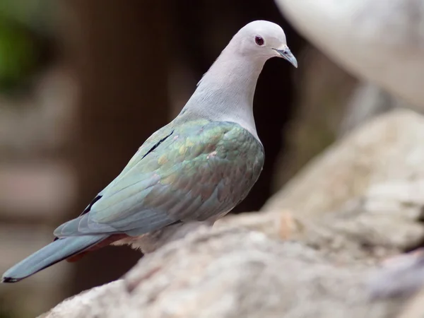 Bird pied imperial pigeon. — Stock Photo, Image
