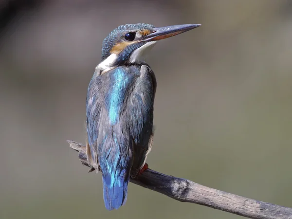 IJsvogel. — Stockfoto