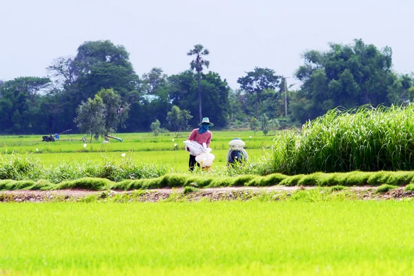 Farmers in field — Stock Photo, Image