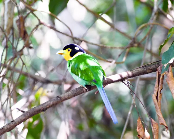 Lange-tailed broadbil. — Stockfoto