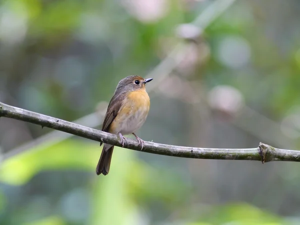 Bird buff-breasted babbler. — Stock Photo, Image