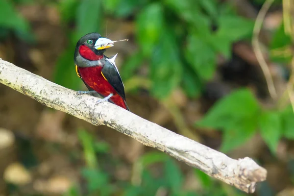 Czarny i czerwony broadbill — Zdjęcie stockowe