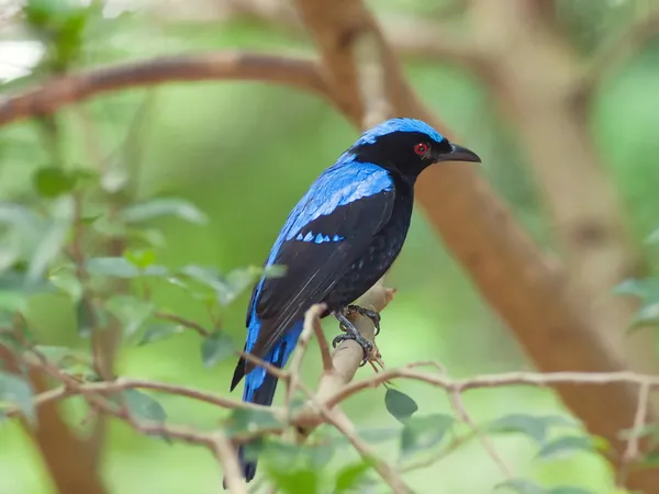 Asian fairy bluebird . — Stockfoto