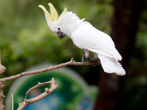 Witte Kakatoe — Stockfoto