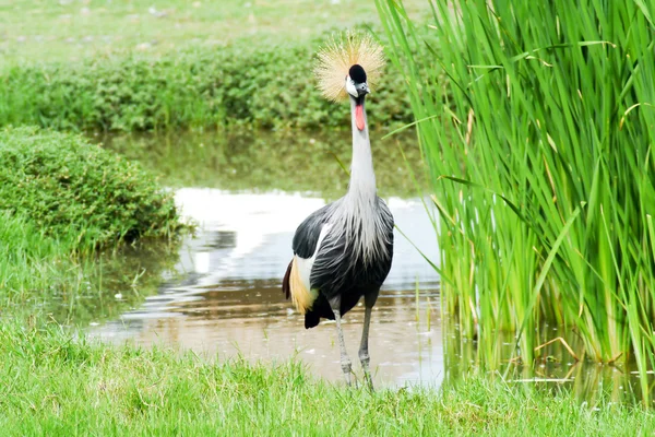 Vogel gekroonde kraan . — Stockfoto