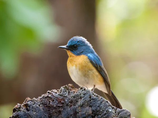 Blue hill flycatcher — Stock fotografie