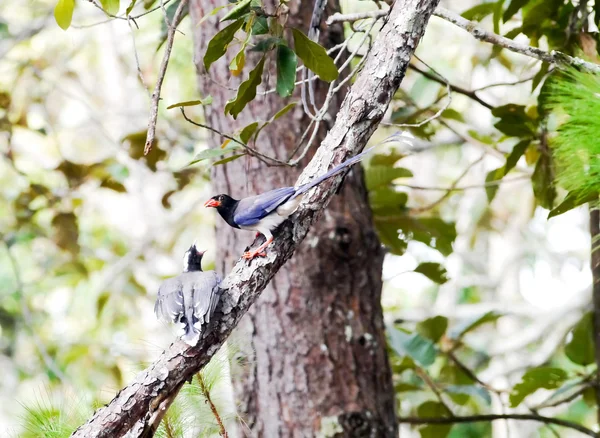 Red-billed blue magpie . — Stock Photo, Image