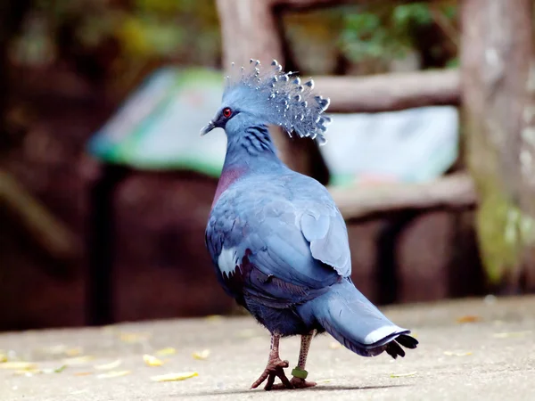 Güvercin taç victoria — Stok fotoğraf