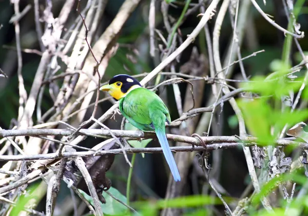 Lange-tailed broadbil. — Stockfoto