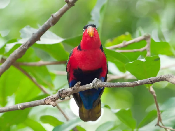 Rode vogel parkiet. — Stockfoto