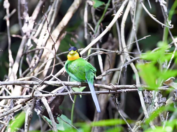 Lange-tailed broadbil. — Stockfoto