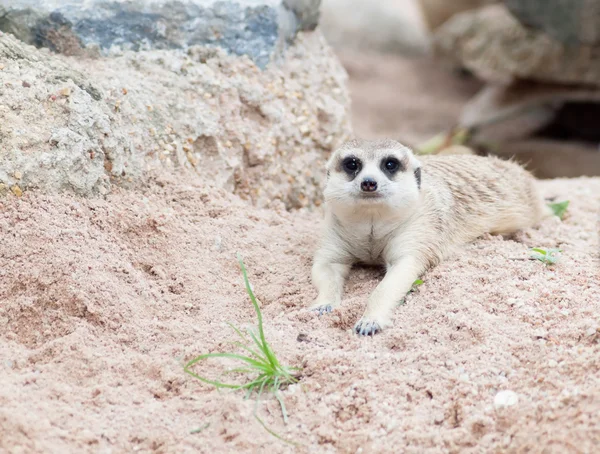 Meerkat — Stock Photo, Image