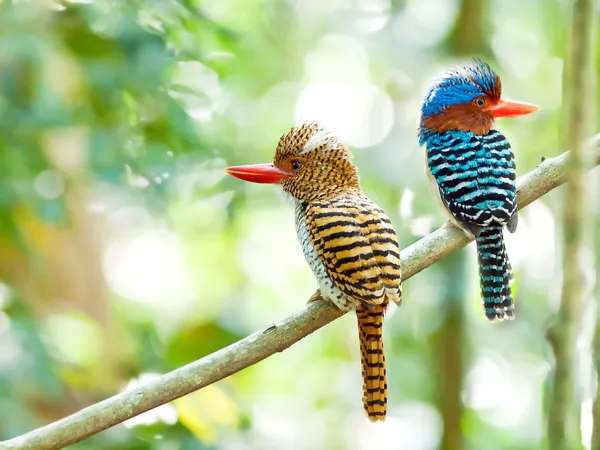 şeritli kingfisher