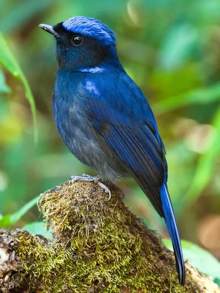 Große Niltawa — Stockfoto