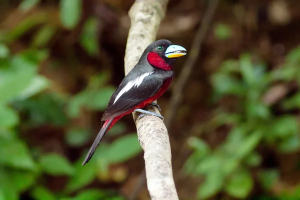 Black-and-Red Broadbill — Stock Photo, Image