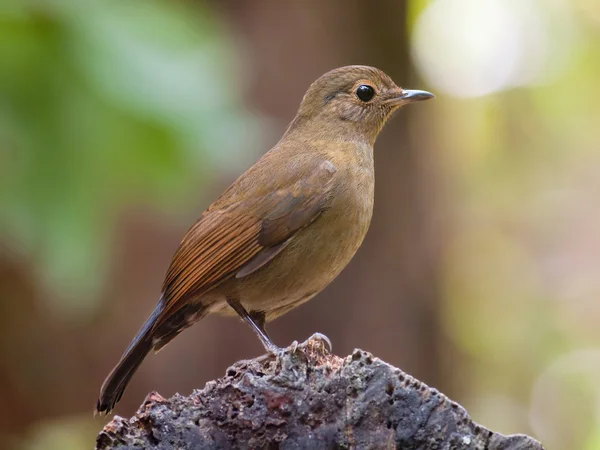 Buff-breasted skriktrast — Stockfoto