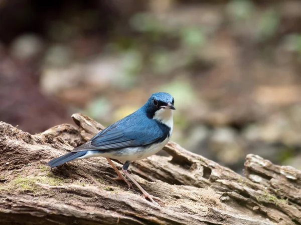 Robin blu siberiano — Foto Stock