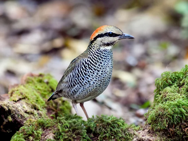 Vogel Blaue Pitta . — Stockfoto