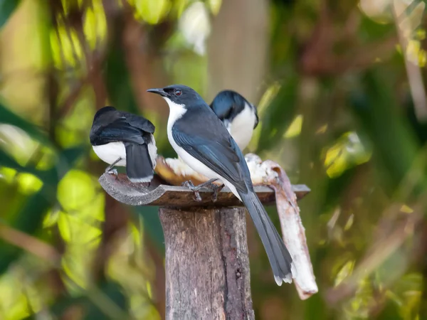 Schwarzrückensibia — Stockfoto