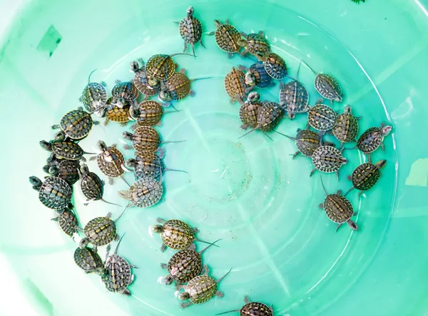 Baby turtles — Stock Photo, Image