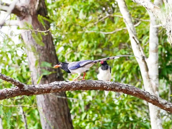 Red-billed blue magpie . — Stock Photo, Image