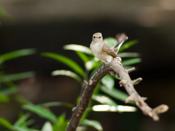 Rood-throated vliegenvanger — Stockfoto