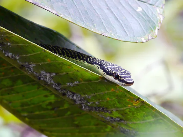 Cobra da árvore dourada  . — Fotografia de Stock