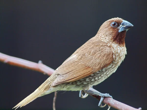 Bird scaly breasted munia . — Stock Photo, Image