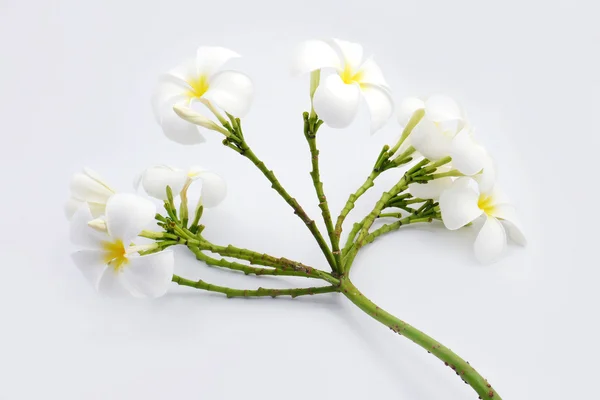 Isolato di fiore bianco . — Foto Stock